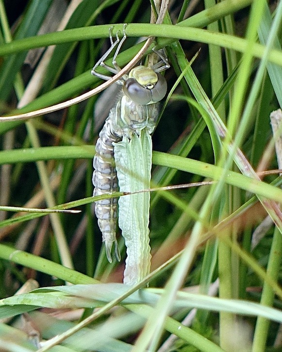 common hawker